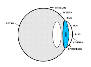 eye1